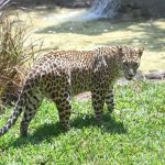 पिंपरखेड गावात बिबट्यासोबत झालेल्या चकमकीत महिला हादरली