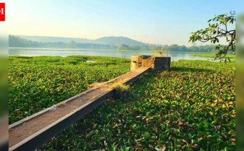 जलकुंभ काढण्यासाठी पीएमसी अडीच कोटी खर्च करणार, नागरिकांचा सवाल