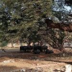 पुणे आणि खडकी कॅन्टोन्मेंटमधील खुली संरक्षण जमीन कचरा डंपिंग ग्राउंड बनली आहे.