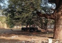 पुणे आणि खडकी कॅन्टोन्मेंटमधील खुली संरक्षण जमीन कचरा डंपिंग ग्राउंड बनली आहे.