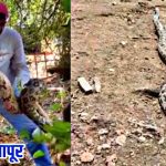 बदलापूरमधील बारवी धरण परिसरात ९ फुटांचा अजगर आढळला; नागरिकांमध्ये भीतीचे वातावरण