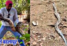 बदलापूरमधील बारवी धरण परिसरात ९ फुटांचा अजगर आढळला; नागरिकांमध्ये भीतीचे वातावरण